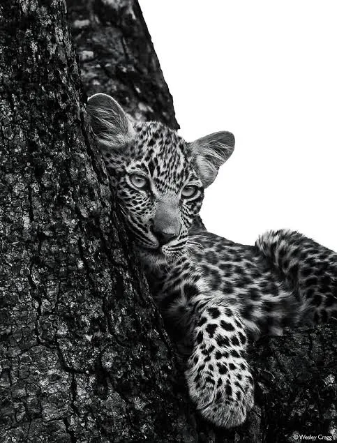 Black-and-white moving image selected from PhotoVogue by photographer Pie Aerts