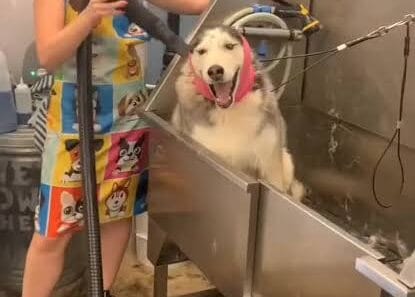 A vocal husky reacts dramatically during shower time at the groomer in a funny dog video.
