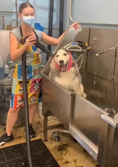 A vocal husky reacts dramatically during shower time at the groomer in a funny dog video.