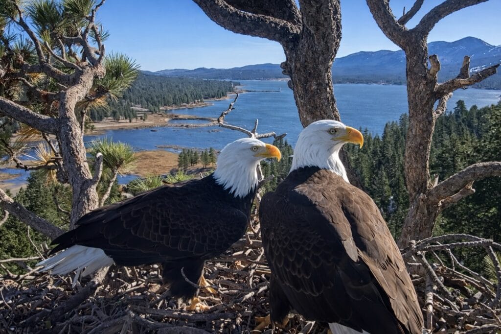 Jackie and Shadow together at their bald eagle nest in Big Bear Valley
