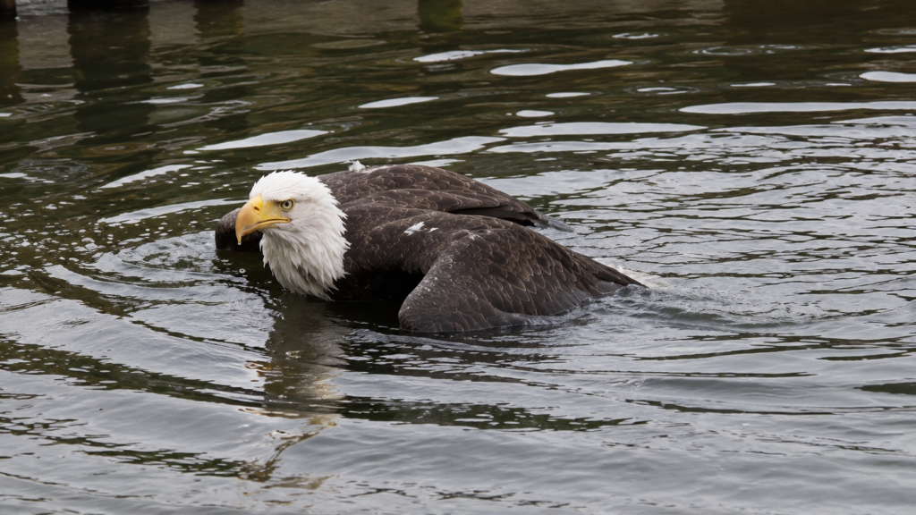 Jackie the eagle floating injured in the water