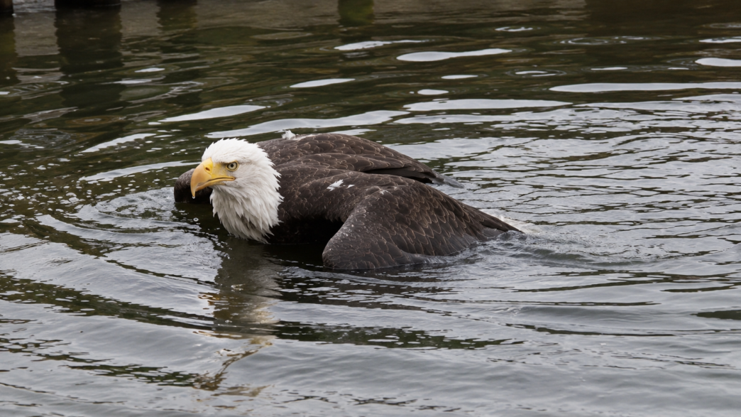 Jackie the eagle floating injured in the water