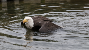 Jackie the eagle floating injured in the water
