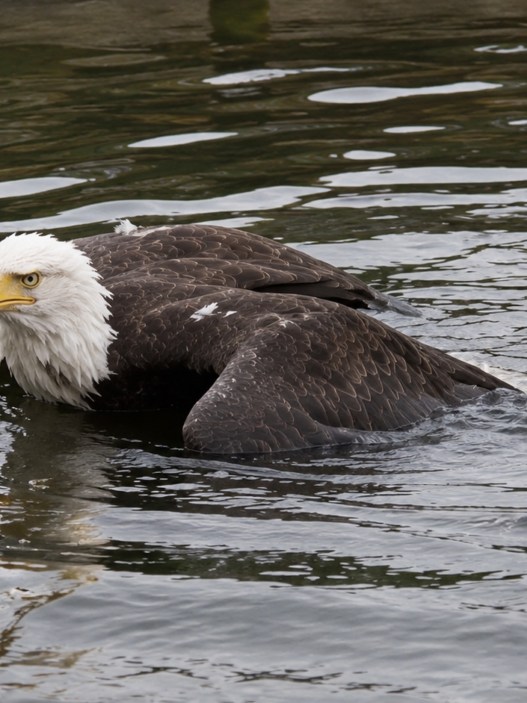 Jackie the eagle floating injured in the water