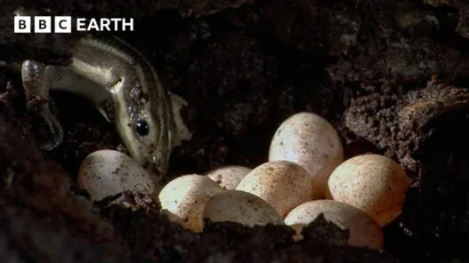 Mother lizard watches over her eggs in a BBC Earth Science nature video about reptile survival behavior.