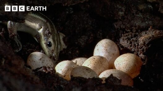 Mother lizard watches over her eggs in a BBC Earth Science nature video about reptile survival behavior.
