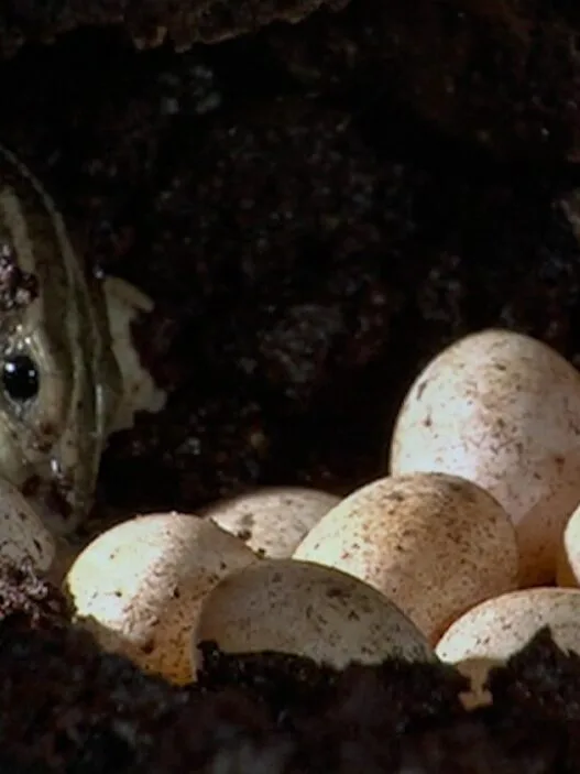 Mother lizard watches over her eggs in a BBC Earth Science nature video about reptile survival behavior.