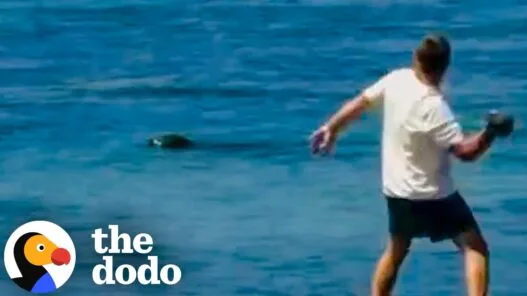 News coverage shows the endangered Hawaiian monk seal incident in Maui after a tourist was arrested and charged in the alleged rock-throwing case.