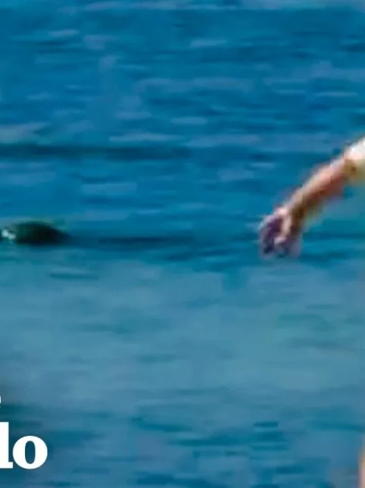 News coverage shows the endangered Hawaiian monk seal incident in Maui after a tourist was arrested and charged in the alleged rock-throwing case.