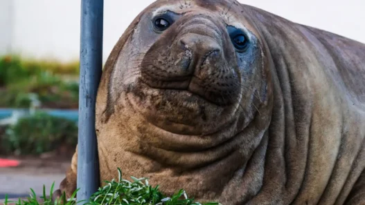 Neil the Seal, a large southern elephant seal, returns to southern Tasmania as officials warn people to keep a safe distance.