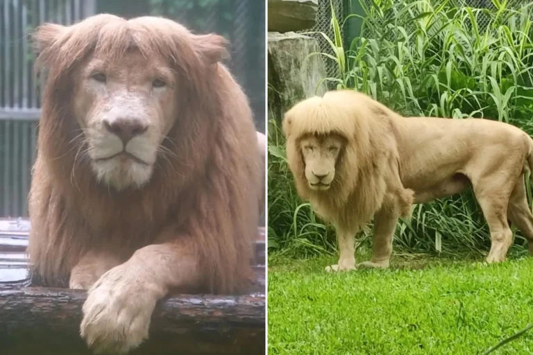Hang Hang, Viral Mullet Lion, Dies at 17; Statue Planned