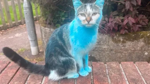 Wilbur the tabby cat from Heamoor, Penzance, appears bright blue after rolling in leftover blue cornstarch from a neighbor’s gender reveal party.