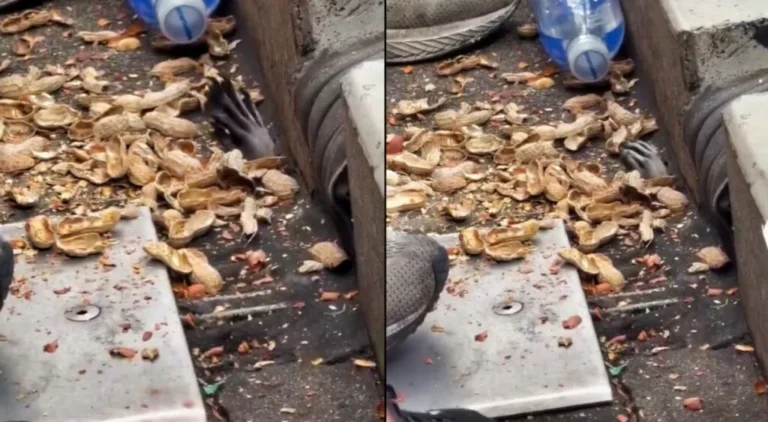 This Baseball Mets Watcher Enjoys Season Eating Peanuts & Surprising Guests