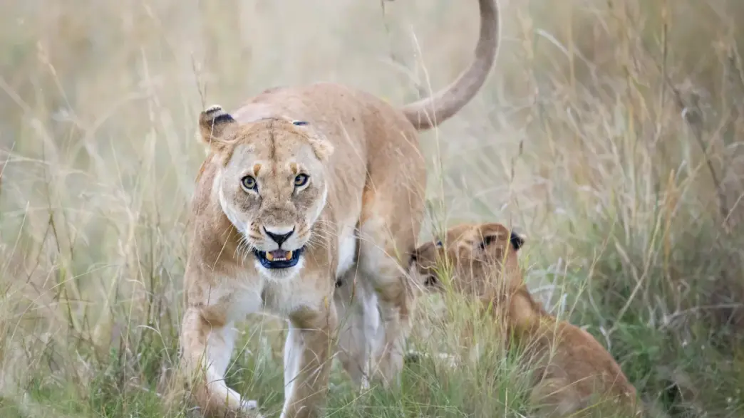 Lion representing reports of possible loose lions in Indiana