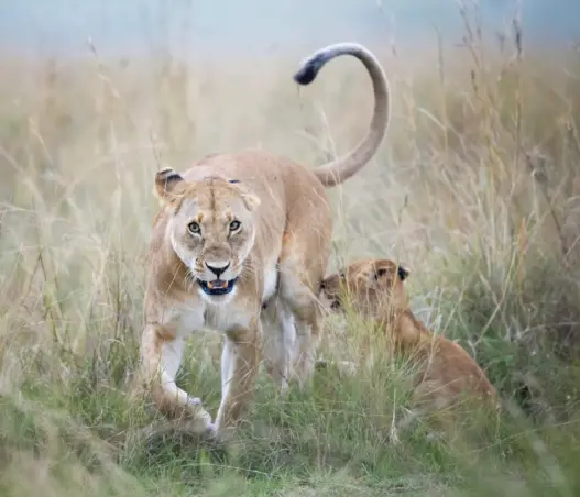 Lion representing reports of possible loose lions in Indiana