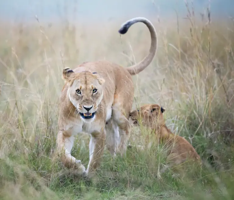 Present-Day Developments: Anyone Seen Mufasa & Simba?! Reports of Loose Lions in Indiana