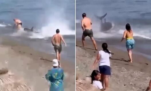 Large fish swimming close to shore at El Ancón beach in Marbella