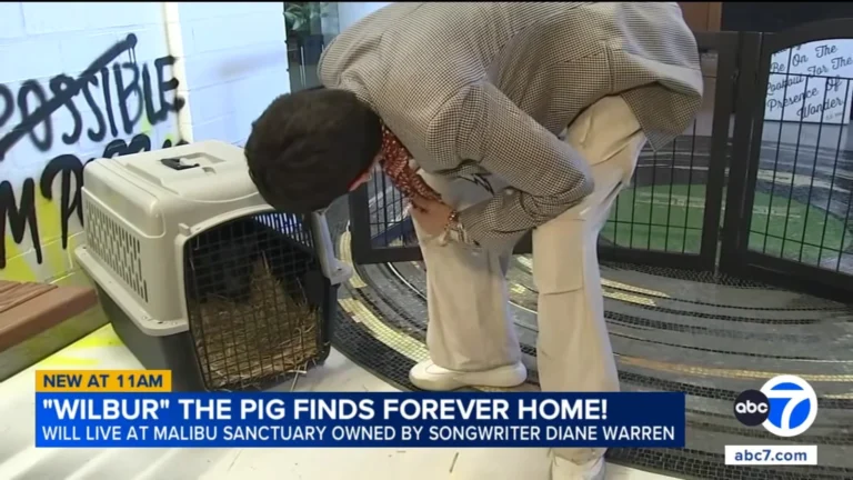 Songwriter Legend Diane Warren Adopts Pig After Seeing It Loose In West Hollywood