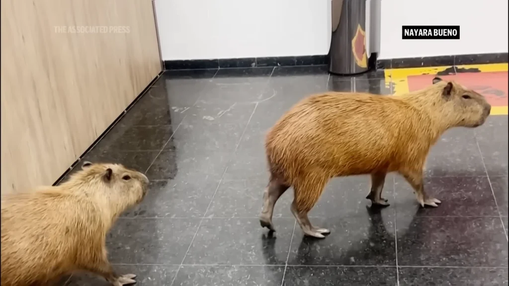 Present-day Developments: Swaggering Capybaras Roam Brazil’s State Legislature Building