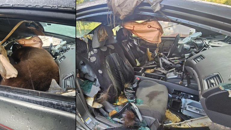 Family Smashes Vehicle Window To Free Trapped Bear Inside