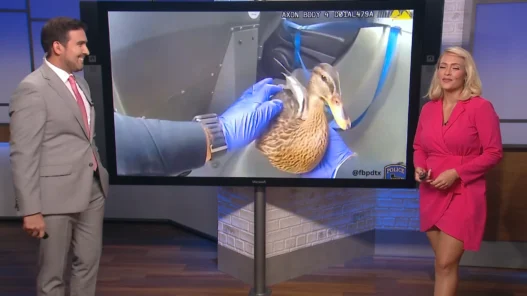 Duck inside a Farmers Branch, Texas Walgreens during the police response