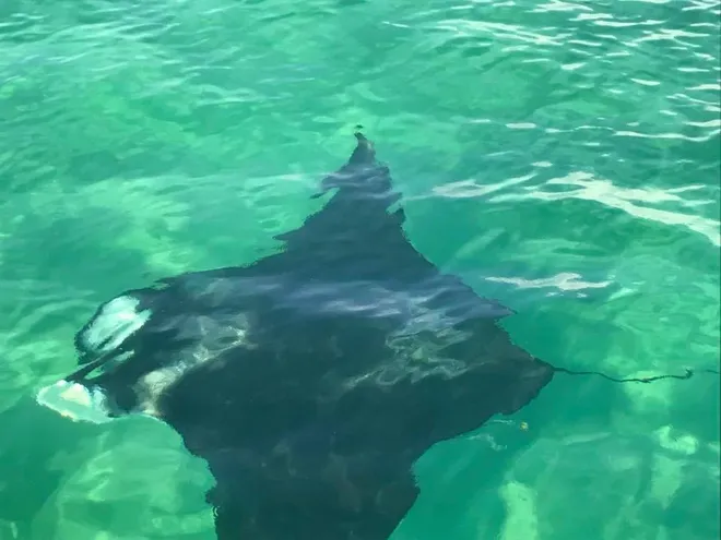 Planet’s Biggest Manta Ray Seen Near A Busy Beach In America