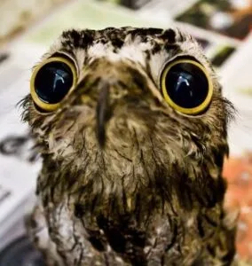 Meet the Potoo and Hear Its Peculiar Peep