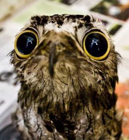 Common potoo bird