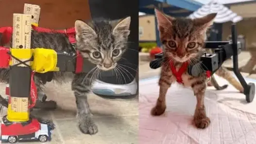 Gelato the rescue kitten using a small mobility wheelchair