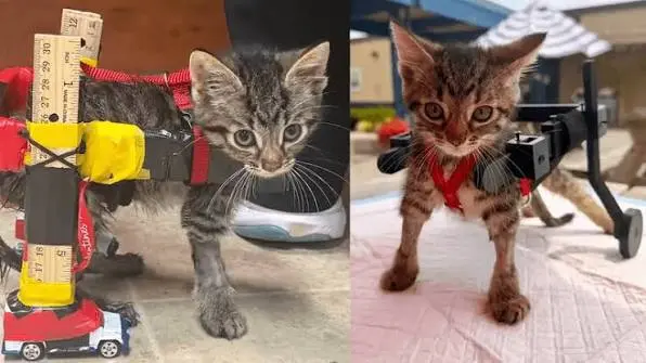 Gelato the rescue kitten using a small mobility wheelchair