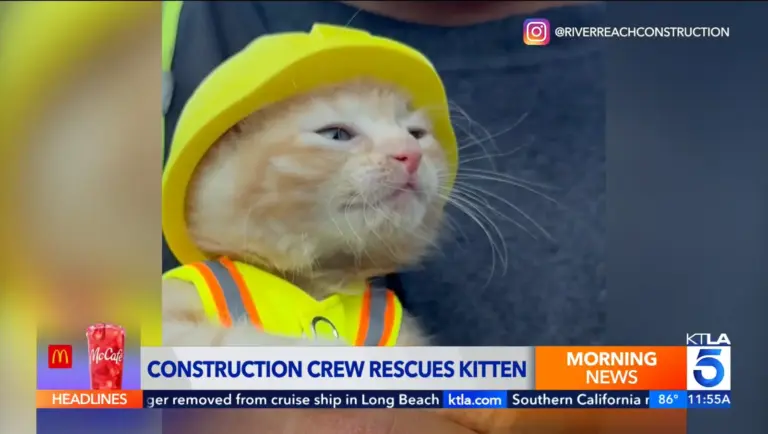 PHEW! Ohio Kitten Rescued From Heavy Cavator Machine Now Part Of Crew