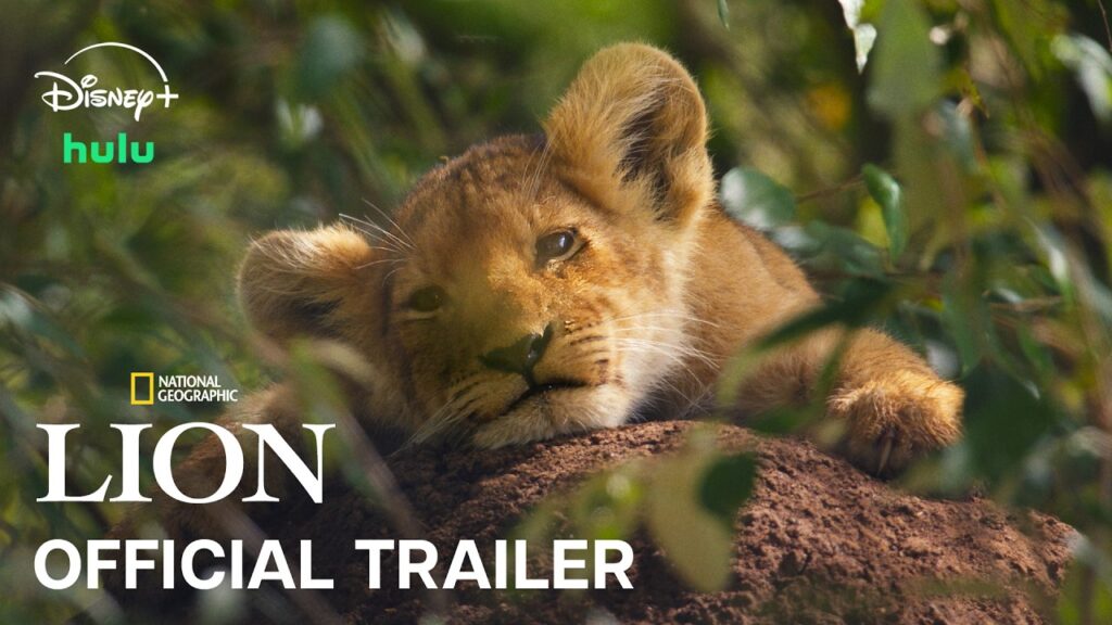 Lion cub Kio resting in greenery on the official trailer artwork for National Geographic’s LION