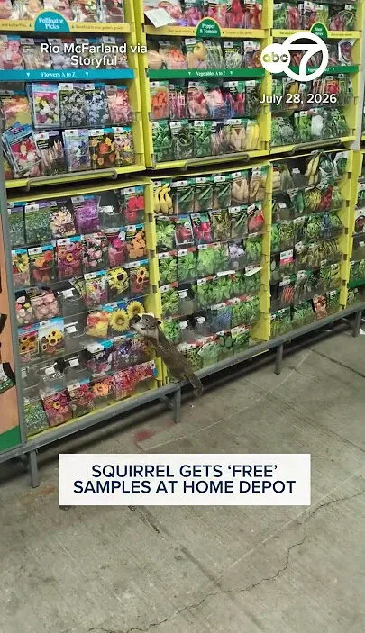 Squirrel caught snacking in a Home Depot gardening aisle
