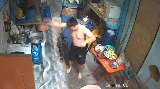 Image accompanying the rescue of family cat Naruto from a python in Nakhon Nayok, Thailand