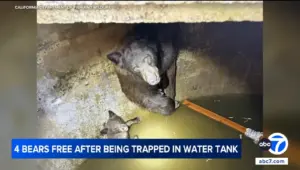 SoCal Firefighters Rescue Mama Bear & Cubs Trapped in La Verne Water Tank
