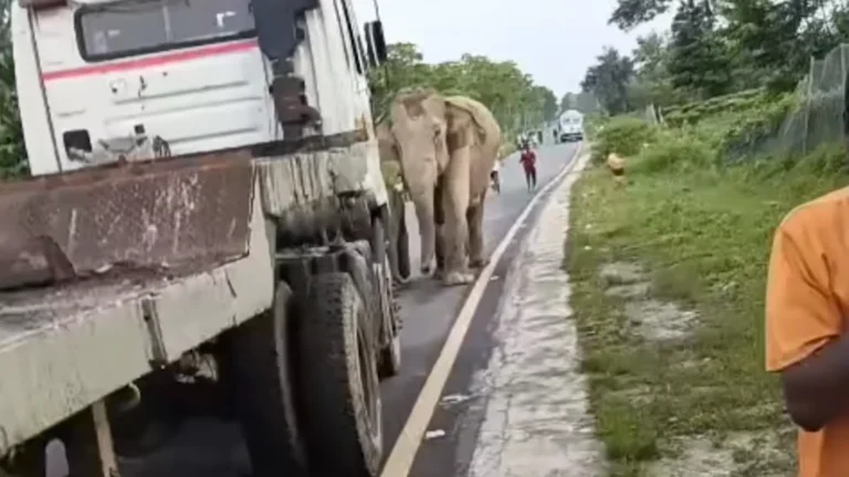 Present Day-Developments: Elephant Moves Truck That’s Blocking His Home Path  As Driver Runs For Life