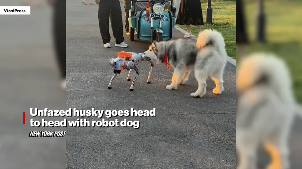 Siberian husky facing a four-legged robot dog in a park in Jiangsu, China.