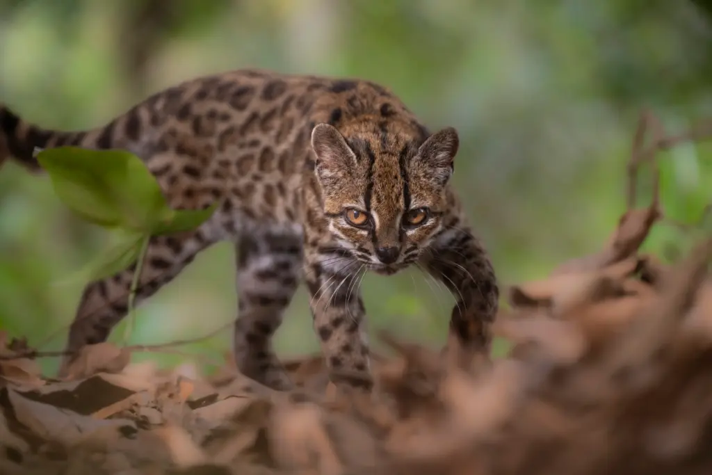 National Geographic Explorer Paola Nogales-Ascarrunz with the newly identified tilcayo cat in Bolivia