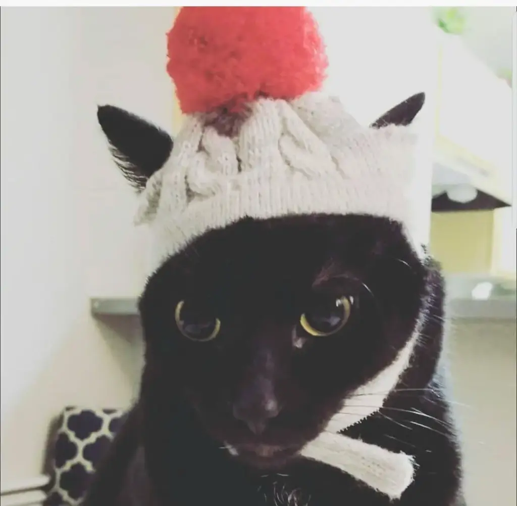 Black cat featured in INYIM Media's Saturday Is Caturday post