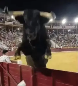 Woopsies! 508kg Bull Malacara Vaults Barrier and Comes Inches From Spectators in Murcia