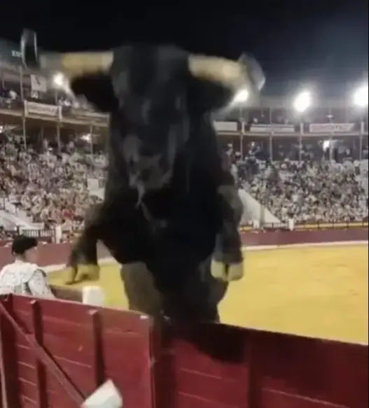 Malacara the 508kg bull at the 2026 Feria Taurina de Murcia