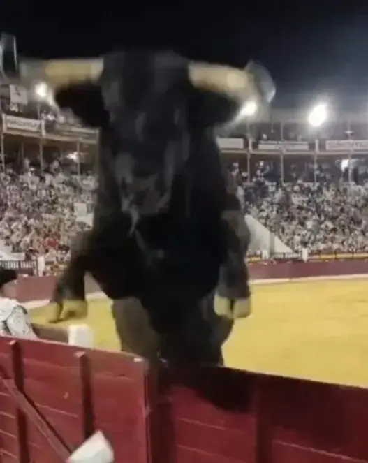 Malacara the 508kg bull at the 2026 Feria Taurina de Murcia