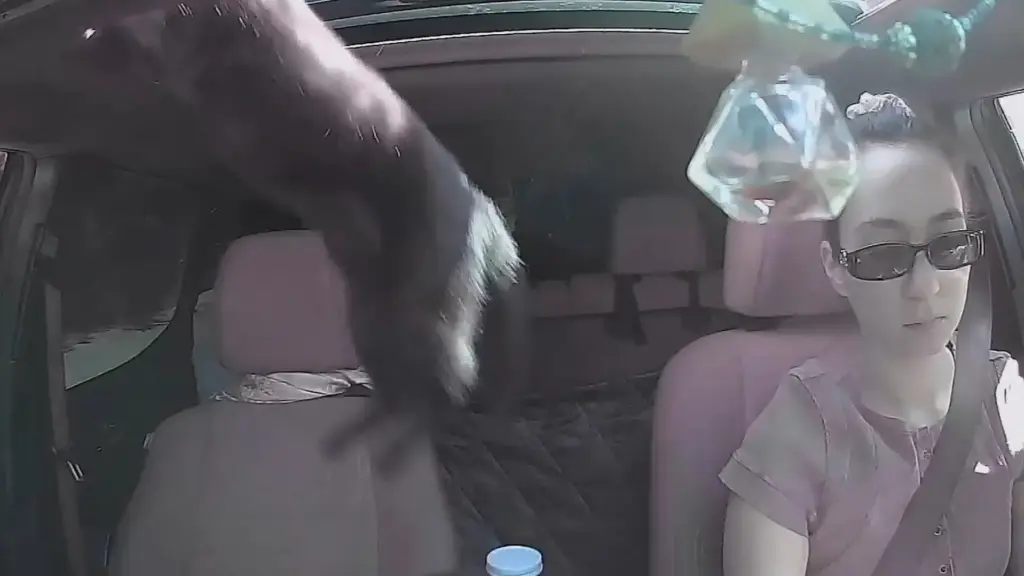 Cat during a sunroof incident on Maple Valley Highway near Seattle