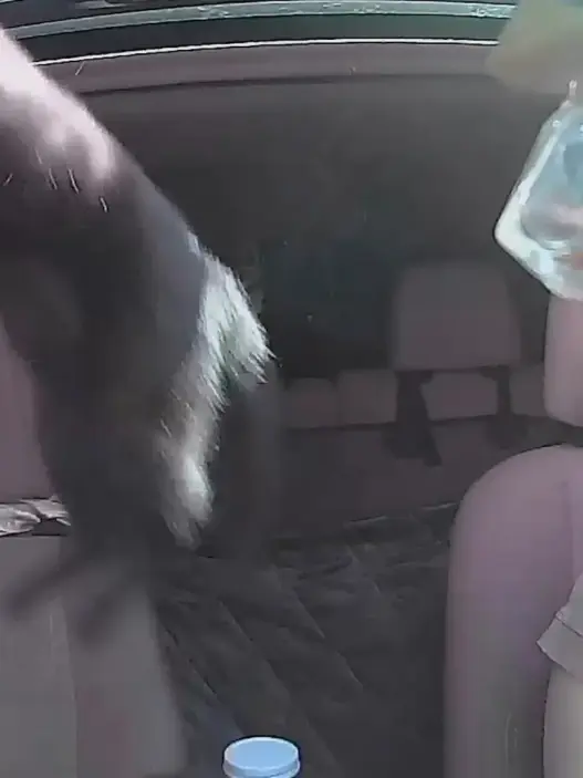 Cat during sunroof incident on Maple Valley Highway near Seattle