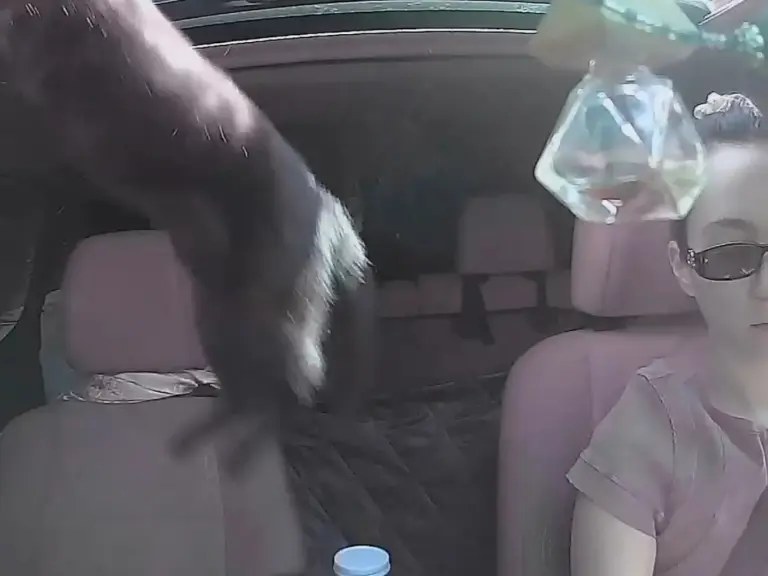 Heart-Stopping Moment Roguish Cat Leaps Through Sunroof at 50 MPH and Ends Up Clinging to Car Roof