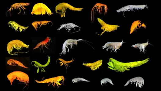 Deep-sea creature featured in Good Morning America’s report on newly discovered Pacific species
