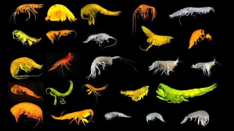 Present Day-Developments: Scientists Find Dozens New Species In The Pacific On GMA