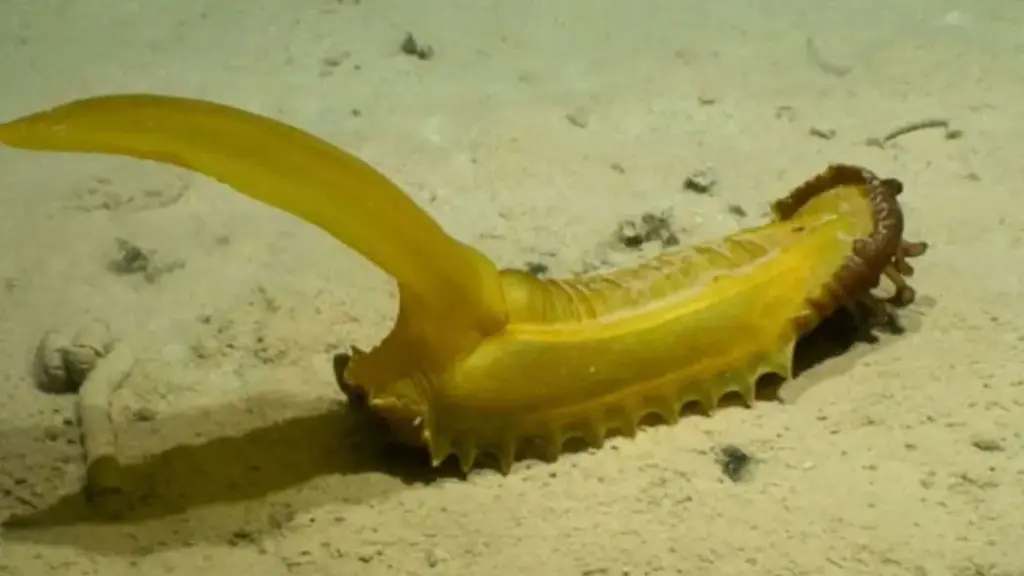 Deep-sea creature featured in Good Morning America's report on newly discovered Pacific species