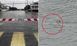 Woopsies! Shark Swims Through Flooded New Jersey Streets After Powerful Nor’easter