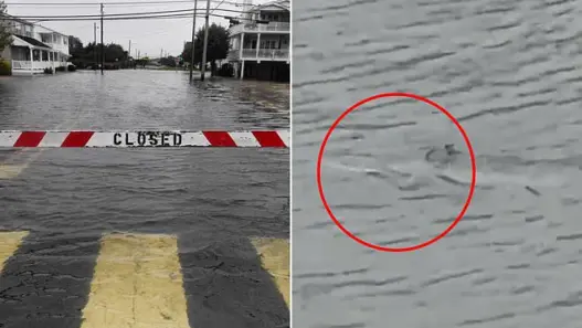 Small shark swimming through floodwater in Surf City New Jersey after a September 2026 nor'easter